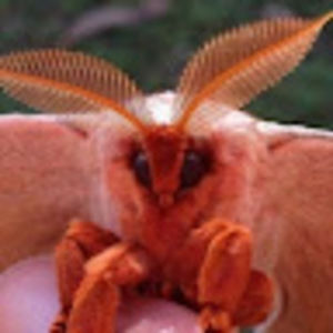 Meet your Posher, Hunterrose